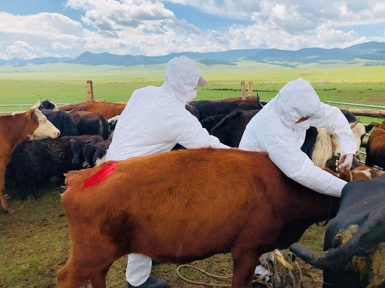 Sat-1 хэвшлийн шүлхий өвчний голомтод байгаа малыг бүрэн дархлаажуулав